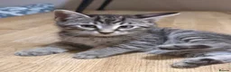 Maine Coon cats for sale: Beautiful Maine Coon x Silver British shorthair - Advert 2