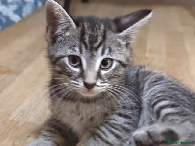 Maine Coon cats for sale: Beautiful Maine Coon x Silver British shorthair - Advert 2