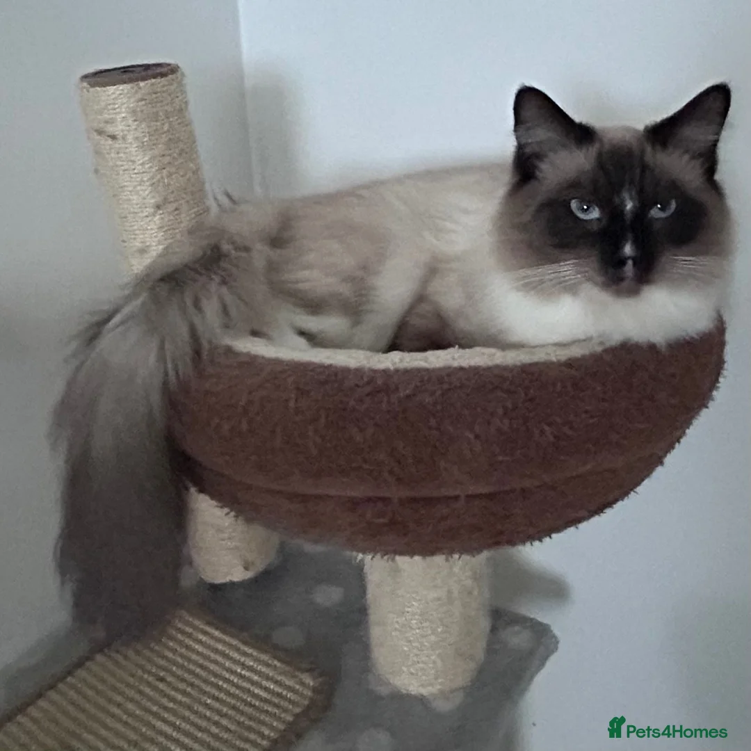 Ragdoll cats for sale: most beautiful ragdoll cat Male💙 - Advert 2