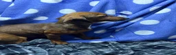 Jackshund dogs for sale: Dauchund x jack russle  in Wokingham - Advert 5
