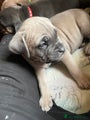 Cane Corso Puppy 3