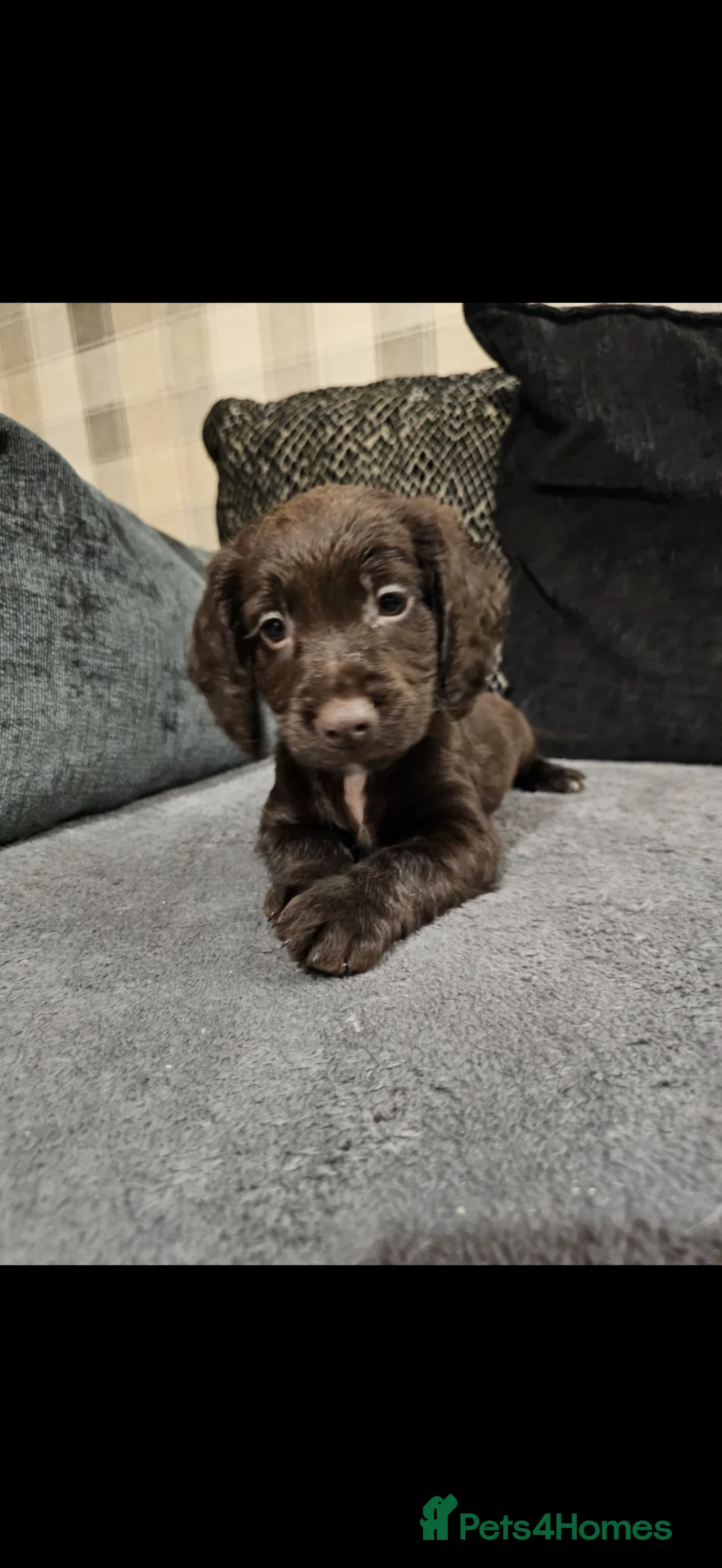 Cocker Spaniel dogs for sale: Cocker spaniel boys! - Advert 13