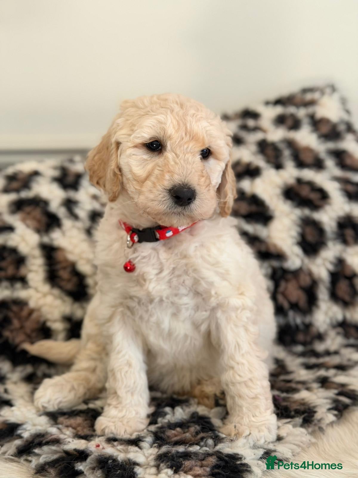Labradoodle dogs Adorable Standard Labradoodle Puppies - Advert 1