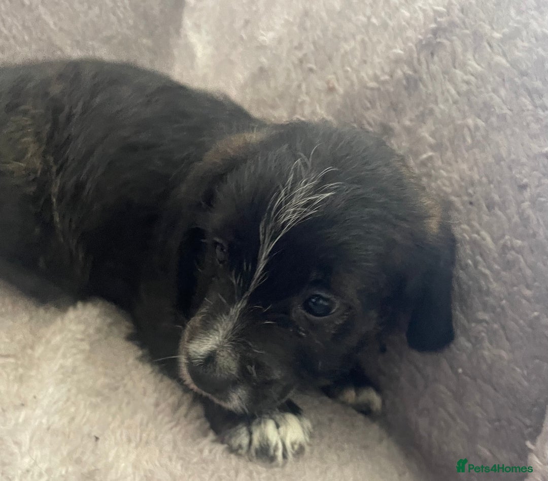 Mixed Breed dogs for sale: Jack Russell x westie  - Image 13