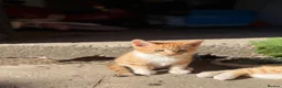 Mixed Breed cats for sale: Two boy ginger kittens  - Advert 6