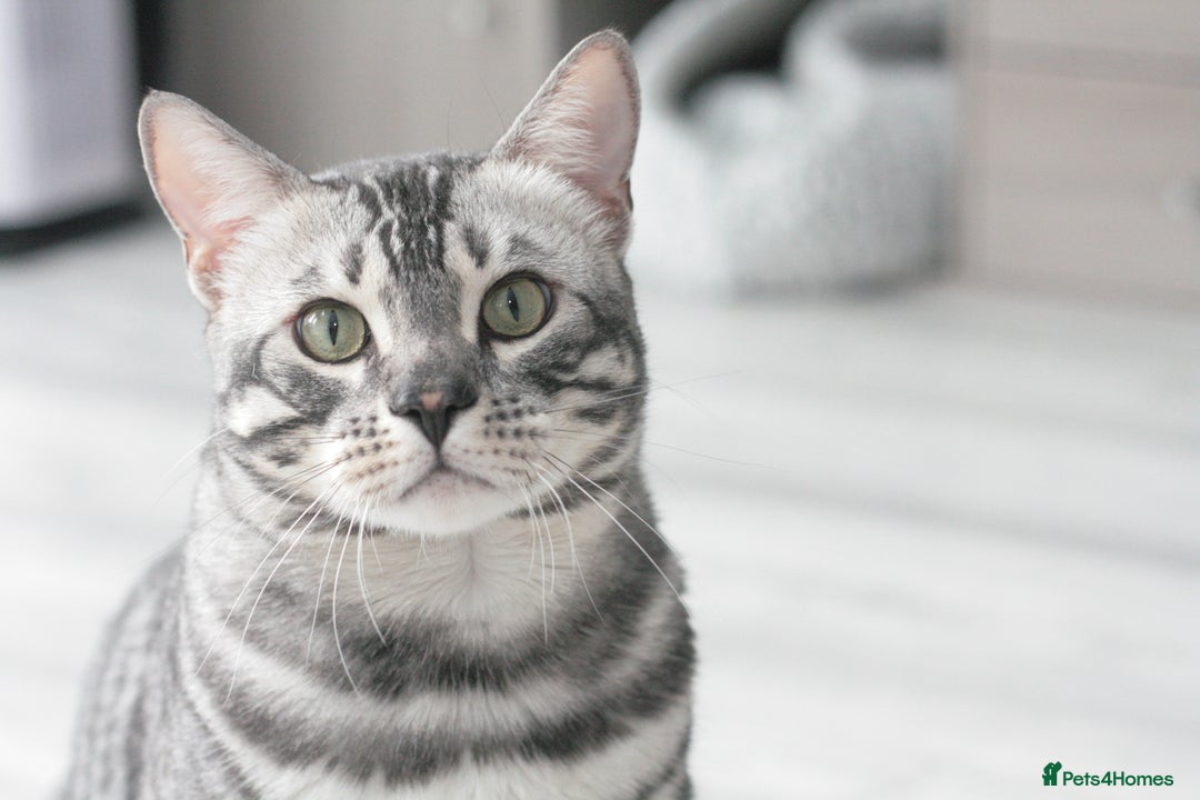 Bengal cats for sale: TICA Registered Silver Bengal Pair - Image 19