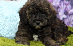 Cockapoo dogs for sale: READY NOW !! sable & brindle tri colour cockapoos - Image 16