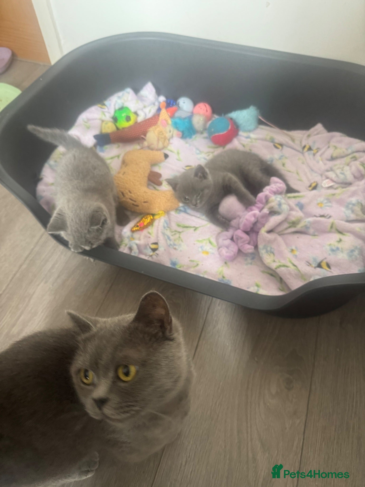 British Shorthair cats Stunning British Blue shorthairs ♥️ - Advert 2