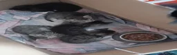 Mixed Breed cats for sale: Five gorgeous kittens  - Advert 8