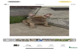 French Bulldog dogs for sale: French Bulldog puppies  - Image 2