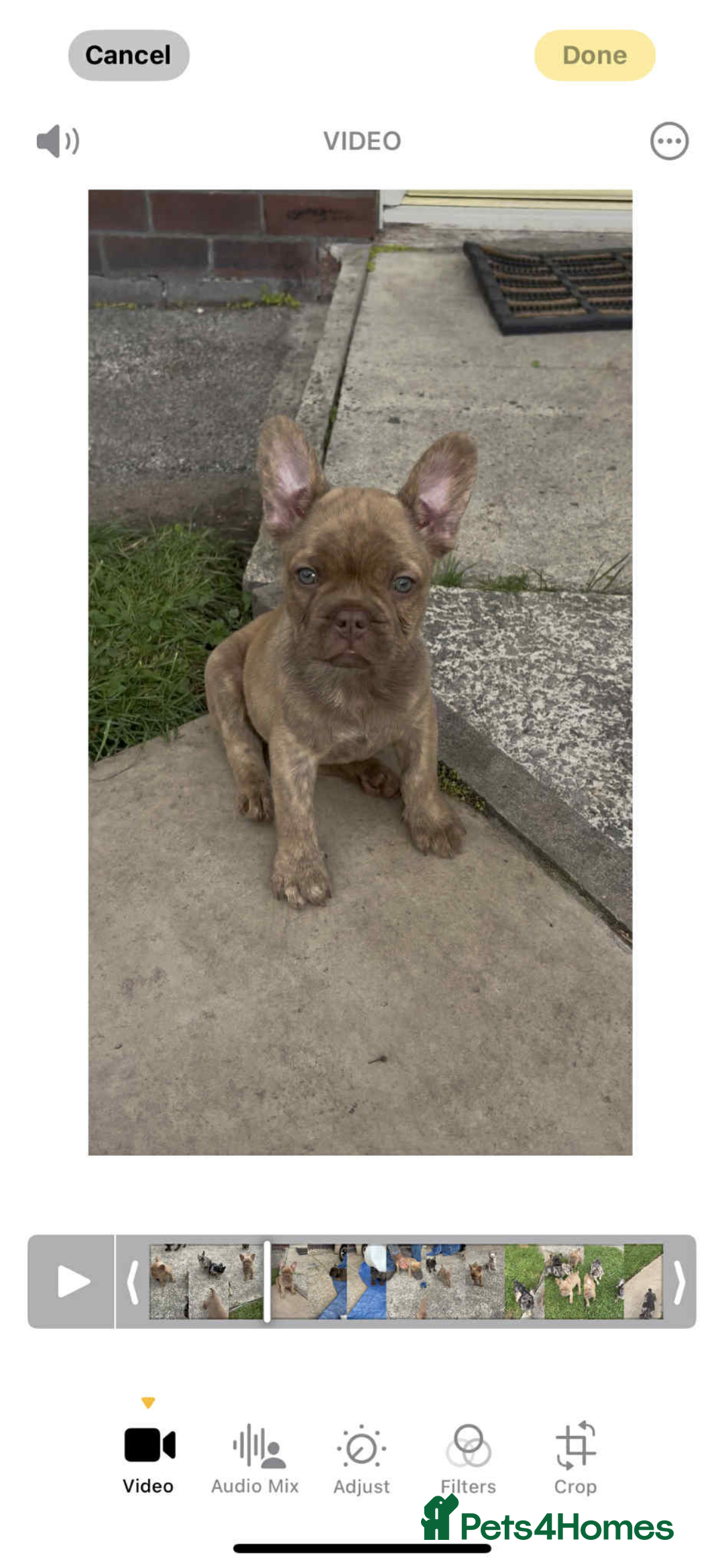 French Bulldog dogs for sale: French Bulldog puppies  - Image 2