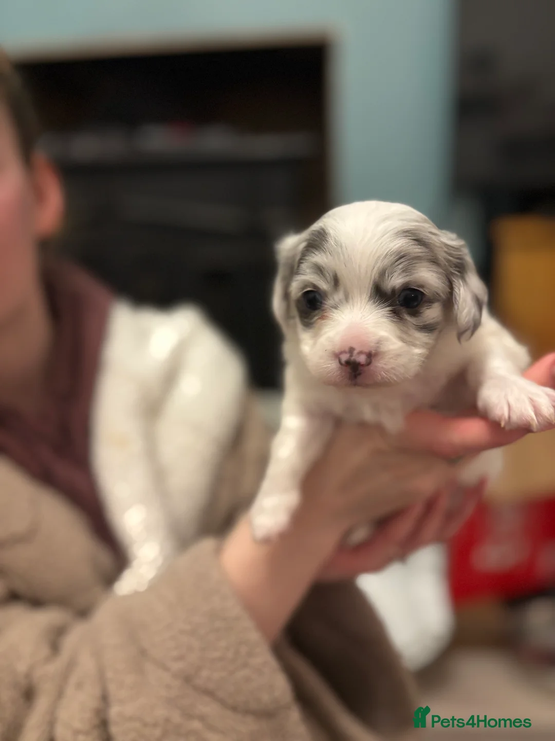 Chiweenie dogs for sale: Chiweenie for sale  - Advert 2