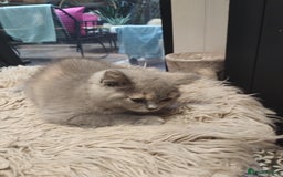 British Shorthair cats for sale: 4x British Shorthair vaccinated, microchipped. - Image 9