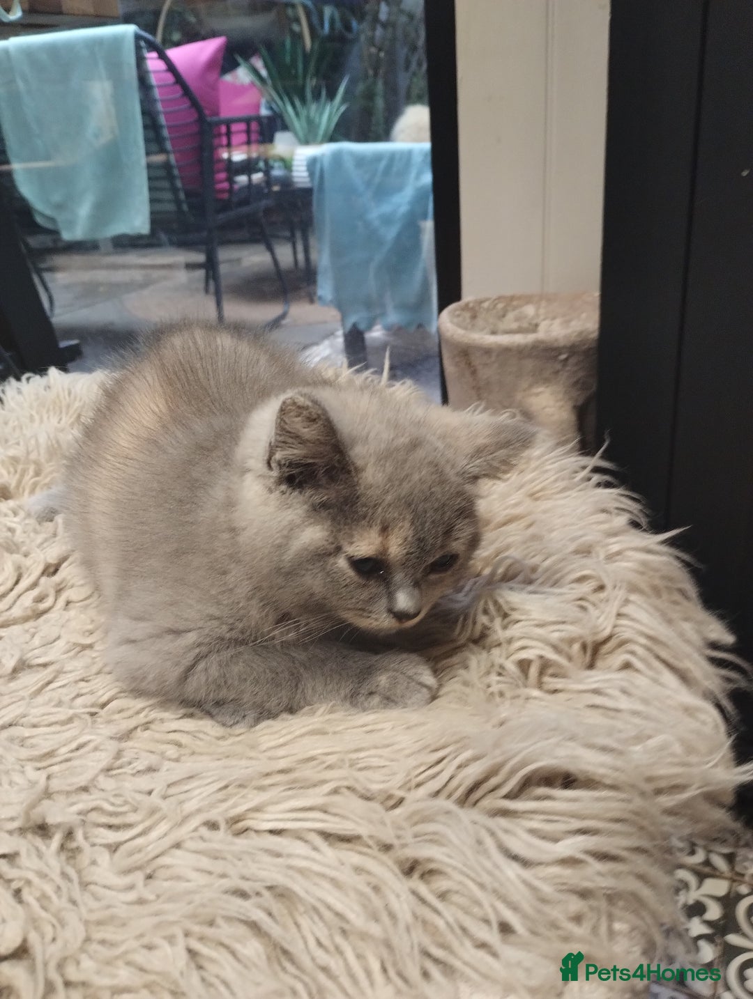 British Shorthair cats for sale: 4x British Shorthair vaccinated, microchipped. - Image 9