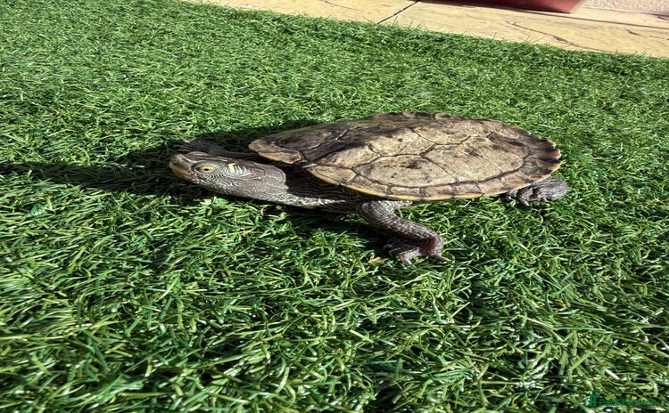 Turtle reptiles - Advert 1