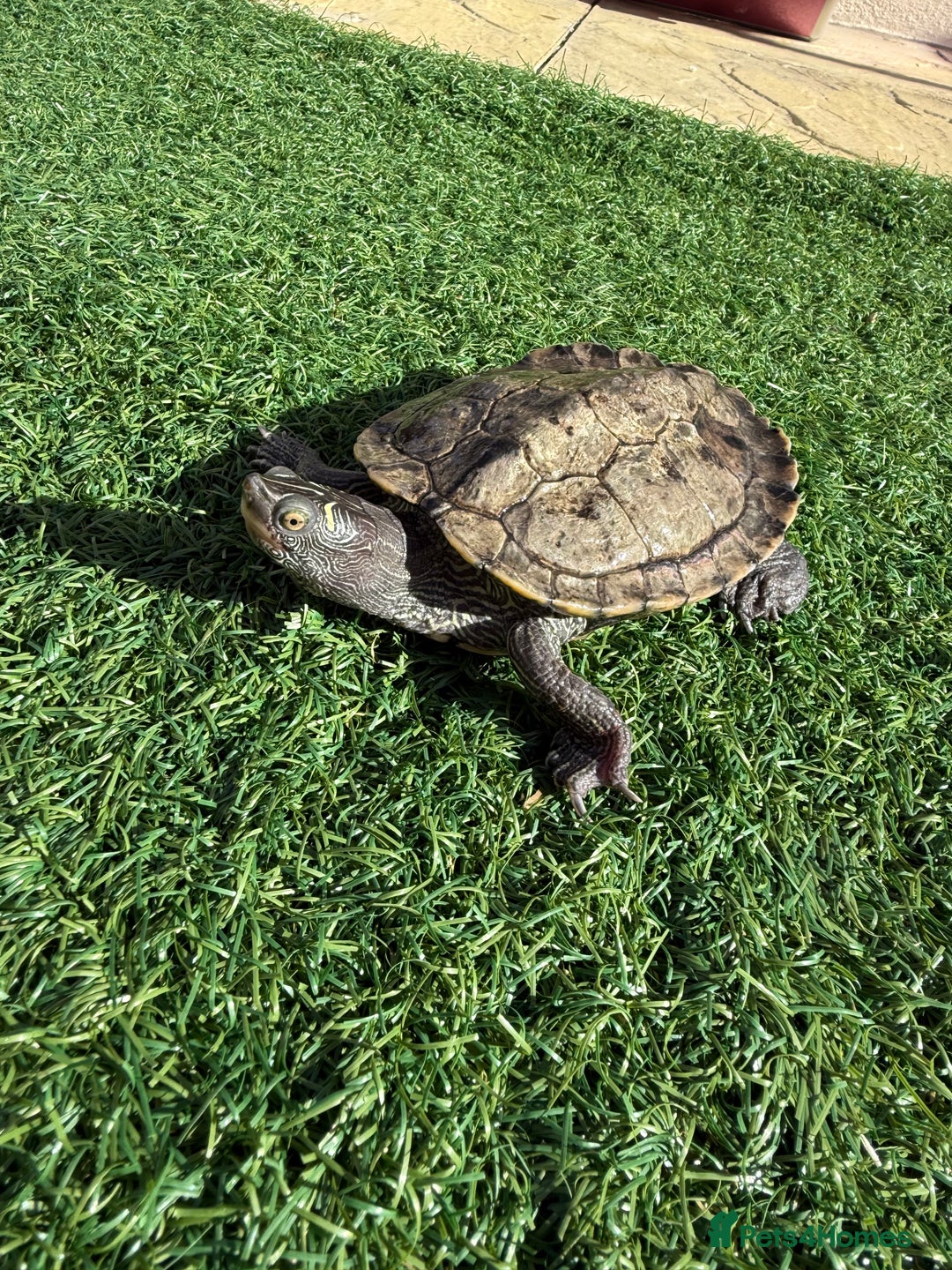 Turtle reptiles for sale: Turtles  - Image 1