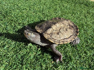 Turtle reptiles - Advert 34