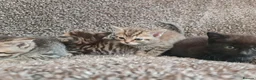 Mixed Breed cats for sale: Kittens for sale  - Advert 24