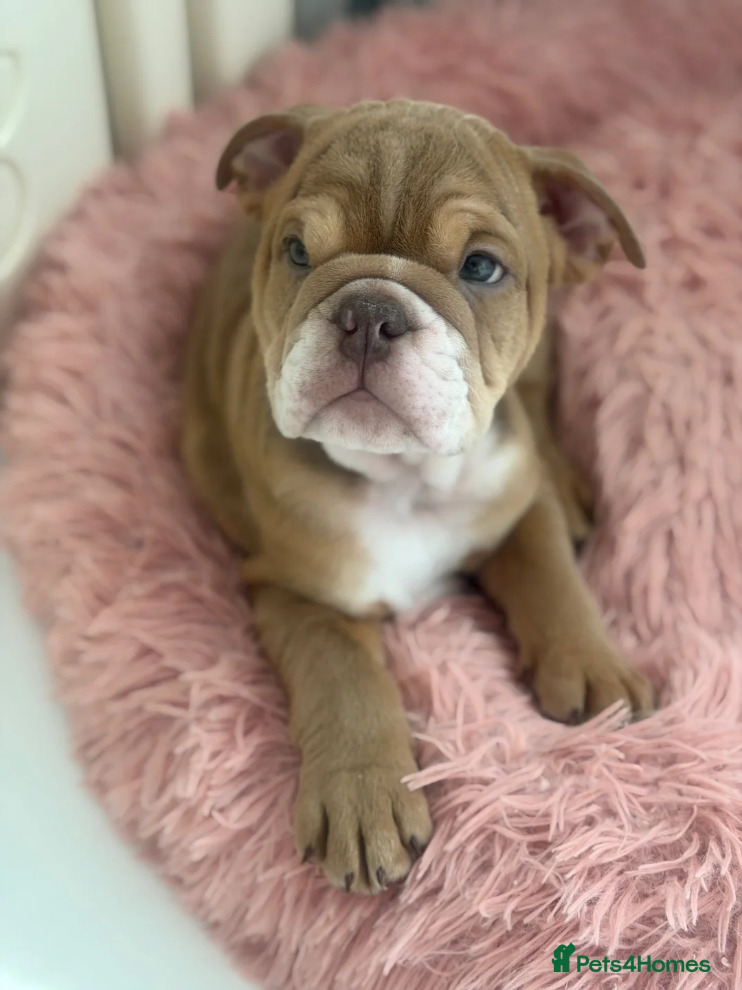 English Bulldog dogs for sale: English Bulldog Puppy  - Advert 2