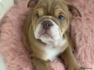 English Bulldog dogs English Bulldog Puppy - Advert 16