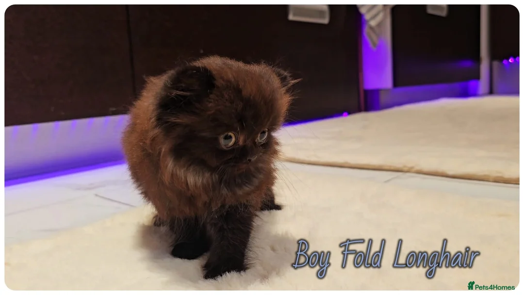 Scottish Fold cats for sale: Scottish fold - Advert 10