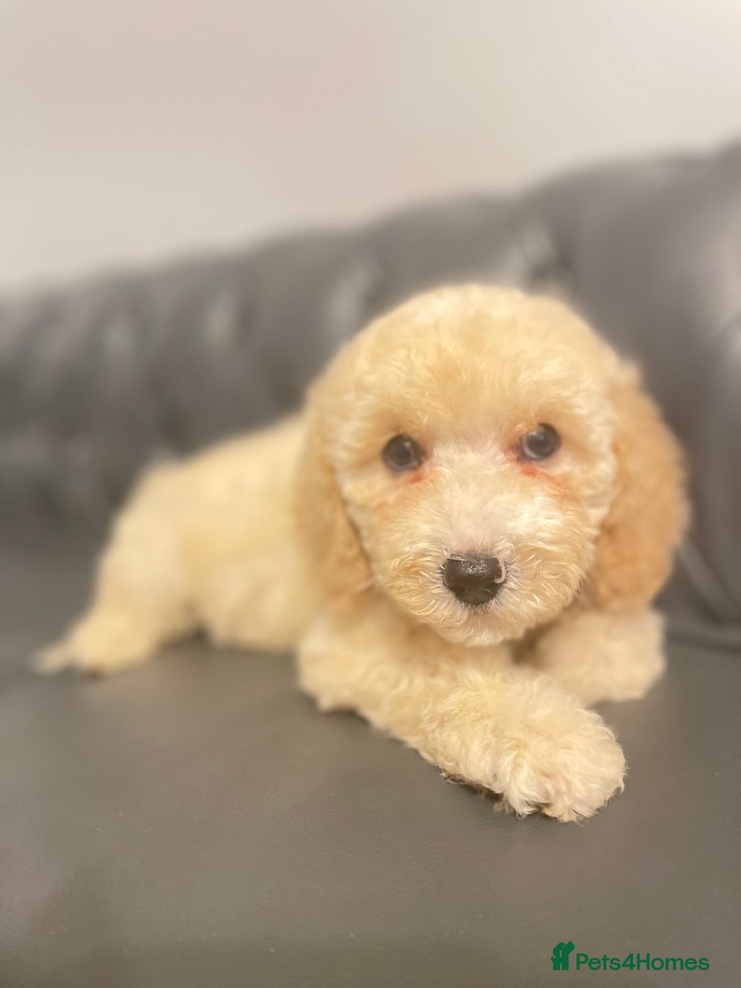 Cockapoo dogs for sale: Cockapoo F2 beautiful puppies ready to go  - Image 4