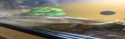 Skink reptiles for sale: Northern Blue Tongue Skink 6 Months Old Male in Wallsend - Advert 23