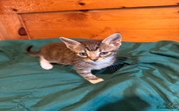 Mixed Breed cats for sale: 5 beautiful European short hair calico tabby’s  - Image 19