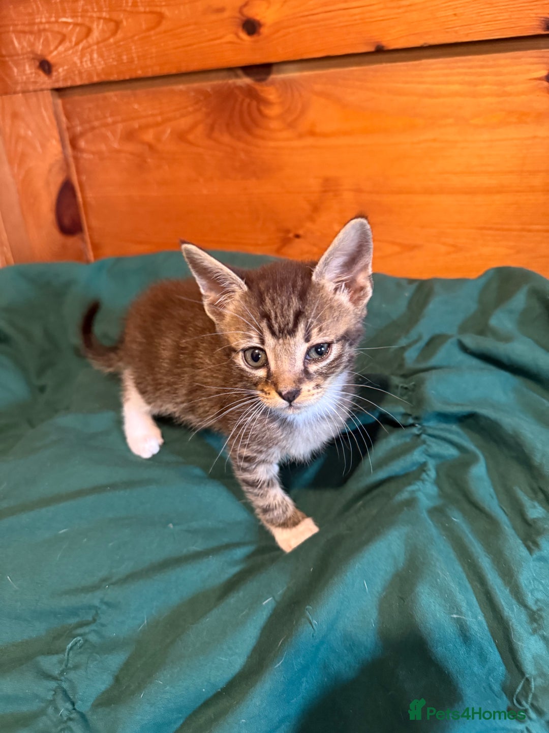 Mixed Breed cats for sale: 5 beautiful European short hair calico tabby’s  - Image 19