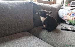 Mixed Breed rabbits for sale: Adorably cute baby bunnies-2 boys 1 girl available - Image 2