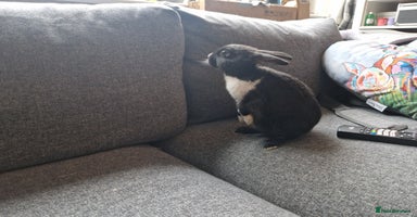 Mixed Breed rabbits - Advert 4