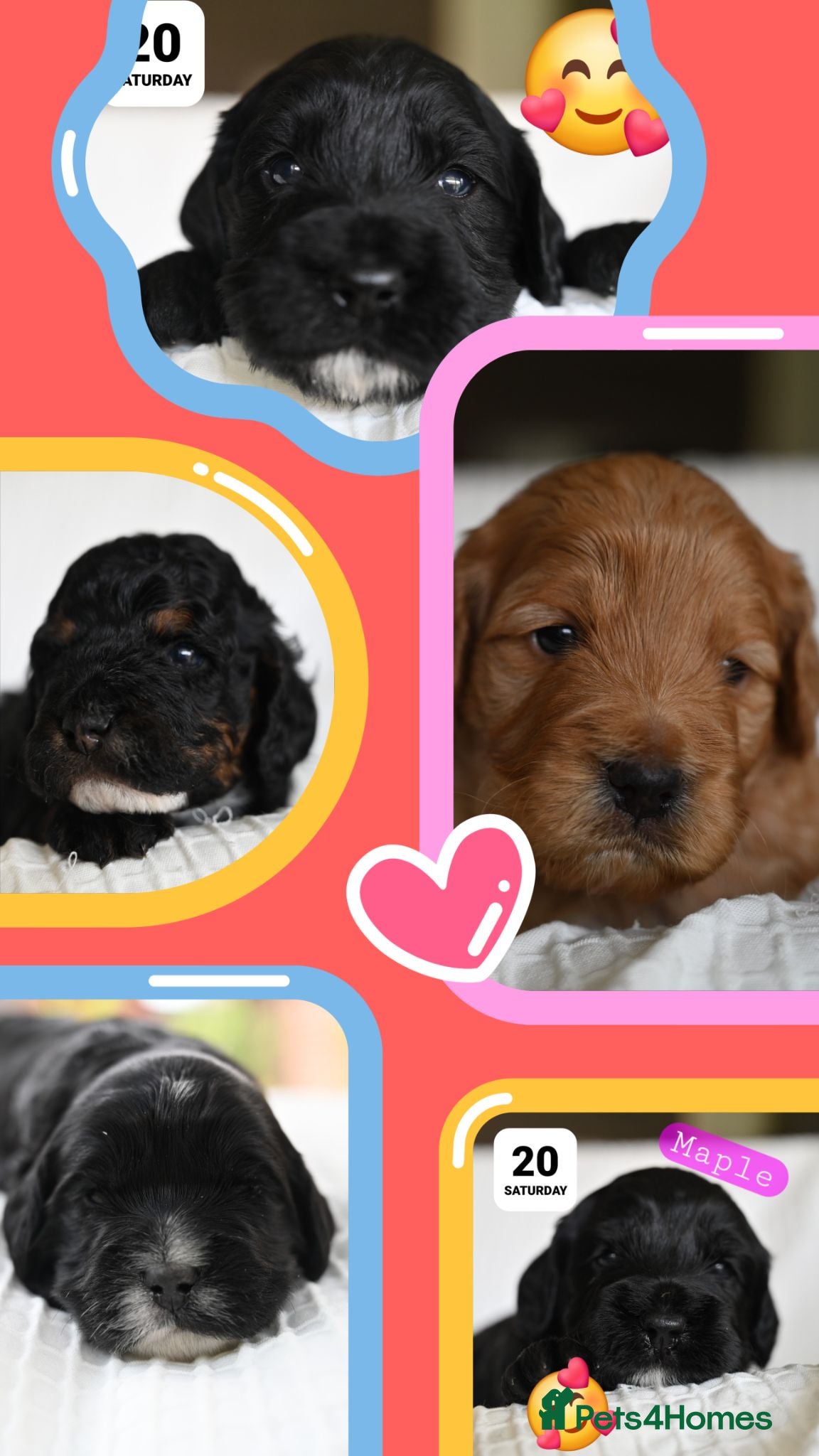 Cockapoo dogs 🐾F2 Cockapoos Puppies Wiltshire💗💗💗💙💙 - Advert 2
