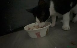 British Longhair cats for sale: 4 beautiful rescue kittens - Image 4