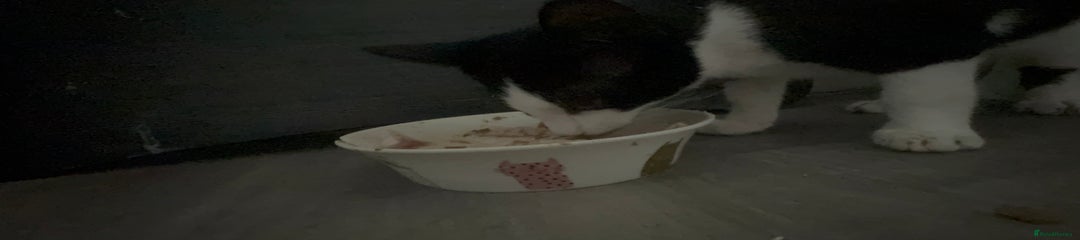 Biscuits 