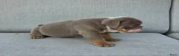 English Bulldog dogs for sale: Beautiful litter of English Bulldogs - Advert 18