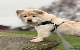 Mixed Breed dogs for sale: Chow chow - Image 1