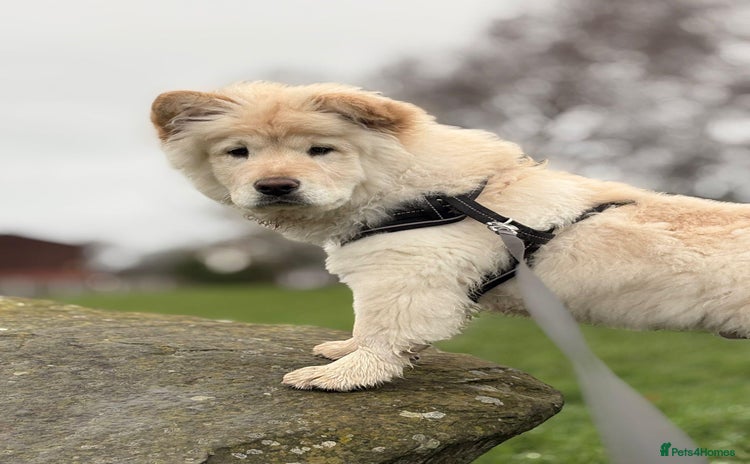 Mixed Breed dogs - Advert 1