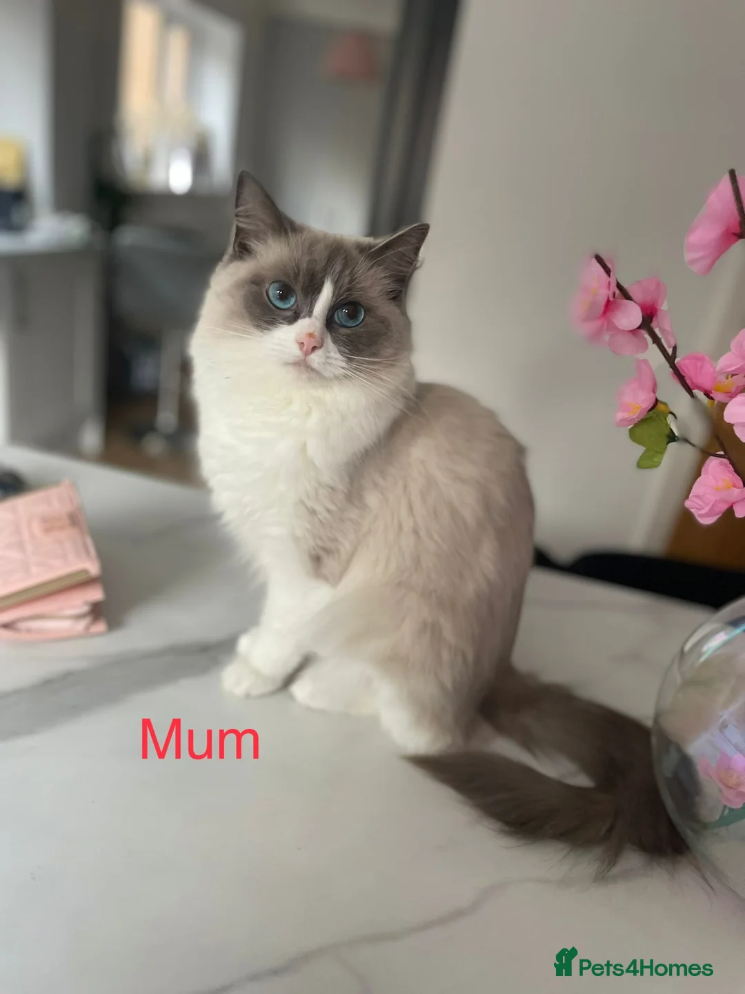 Ragdoll cats for sale: Purebred ragdoll kittens for sale - Advert 25
