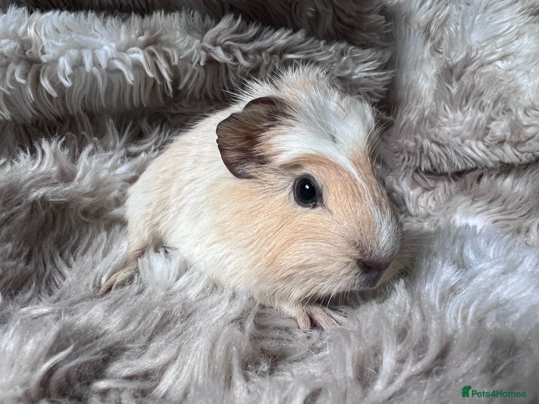 Guinea Pig rodents for sale: Baby guinea pigs Sows& Boars are can be reserved - Advert 7
