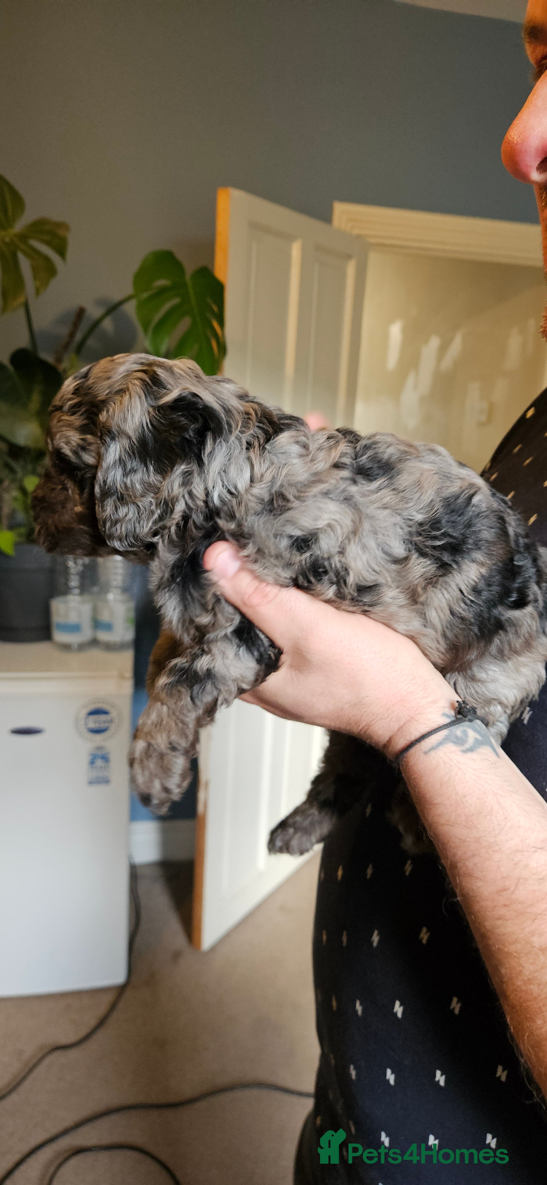 Cavapoo dogs 1 male blue merle left - Advert 16