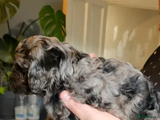 Cavapoo dogs 1 male blue merle left - Advert 14