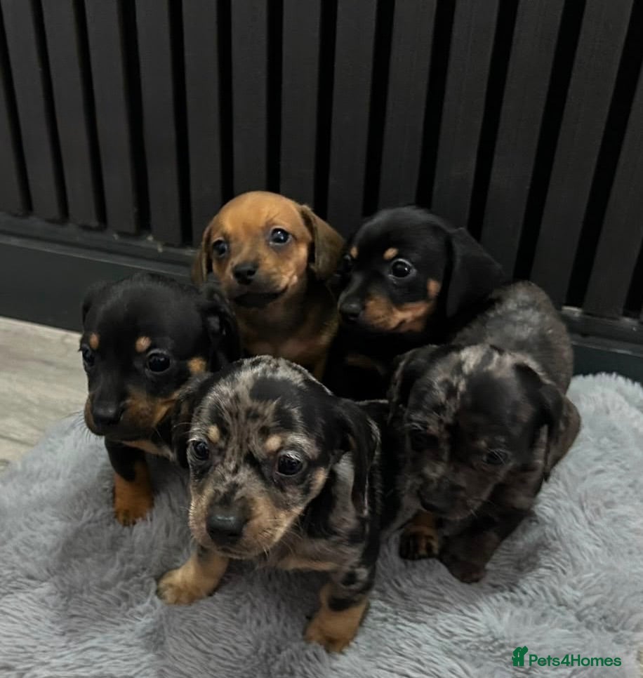 Chiweenie dogs Cute Chiweenie Boys - Advert 1