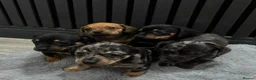 Chiweenie dogs for sale: Cute Chiweenie Boys - Advert 1
