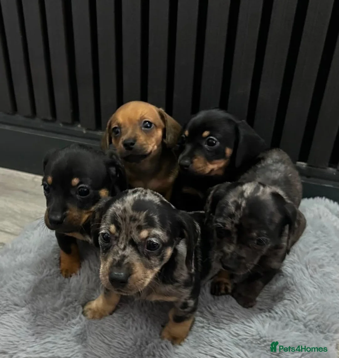 Chiweenie dogs for sale: Cute Chiweenie Boys - Advert 1