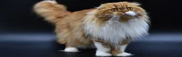 Scottish Fold cats for stud: RoyalOwl Yoshi: Scottish Fold Longhair Stud  - Advert 1