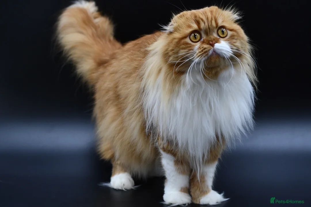 Scottish Fold cats for stud: RoyalOwl Yoshi: Scottish Fold Longhair Stud  - Advert 1