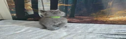 British Shorthair cats for sale: British Shorthair Kittens  - Advert 21