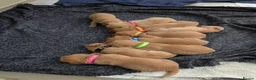Labrador Retriever dogs for sale: Pedigree Red Fox Labrador Retriever Puppies  in Coulsdon - Advert 6