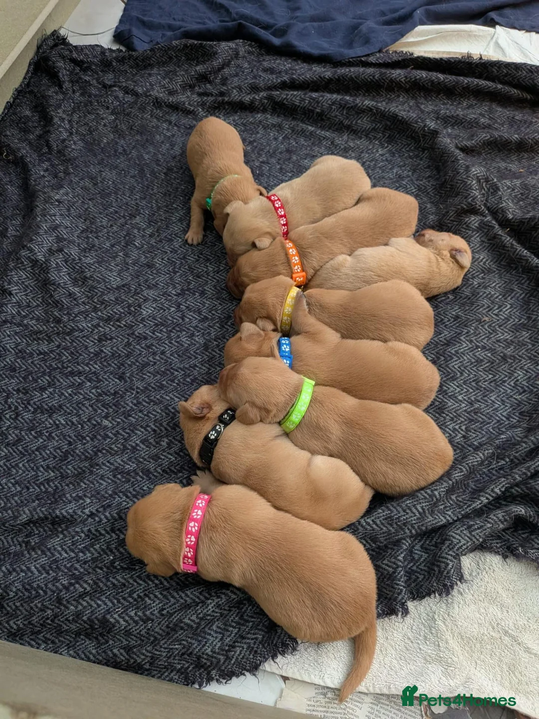 Labrador Retriever dogs for sale: Pedigree Red Fox Labrador Retriever Puppies  in Coulsdon - Advert 6