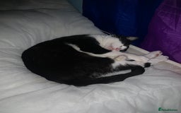 Domestic Shorthair cats for sale: Beans - Image 3